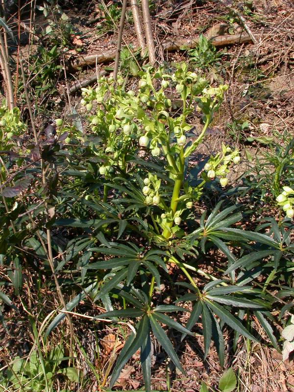 Helleborus foetidus / Elleboro puzzolente